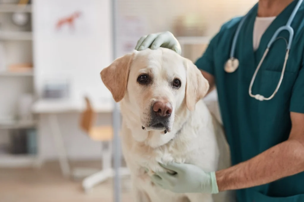 Veterinary Sector