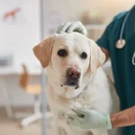 Veterinary Sector